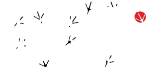 Rooster Fighter