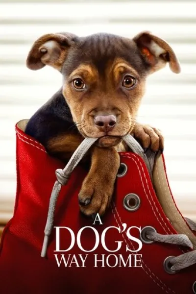 Ähnlich wie «The Boy and the Dog»: Die unglaublichen Abenteuer von Bella