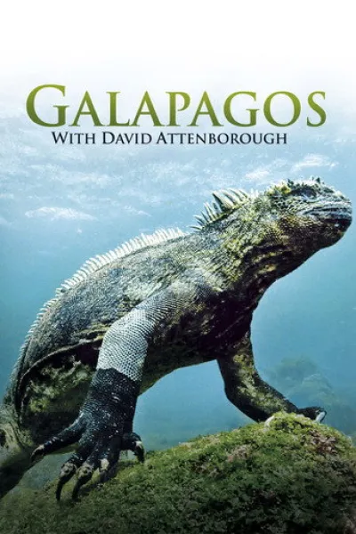 «Maradona Meksika'da» için öneri: David Attenborough ile Galapagos