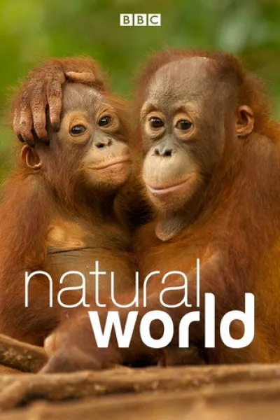 Similar to «Rafa»: Natural World