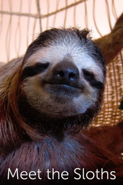 Recomendado con «Surviving Earth»: Meet the Sloths