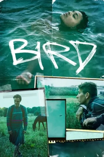 Similar to «I Won't Die for Love»: Bird