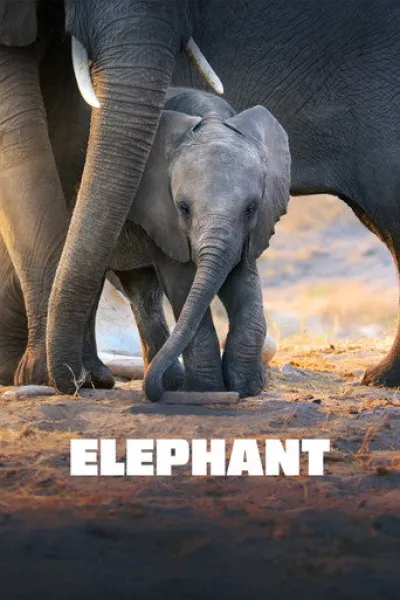 Similar to «A Gorilla Story: Told by David Attenborough»: Elephant