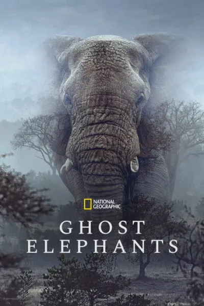 Similar to «A Gorilla Story: Told by David Attenborough»: Ghost Elephants