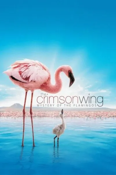 Similar to «A Gorilla Story: Told by David Attenborough»: The Crimson Wing: Mystery of the Flamingos