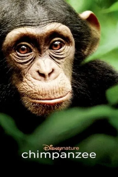 Similar to «A Gorilla Story: Told by David Attenborough»: Chimpanzee