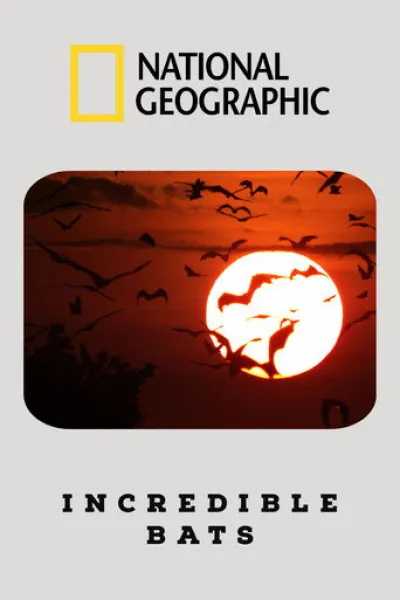 Recommended with «A Gorilla Story: Told by David Attenborough»: Incredible Bats