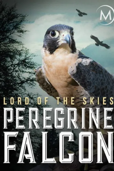 Recommended with «A Gorilla Story: Told by David Attenborough»: Peregrine Falcon: Lord of the Skies